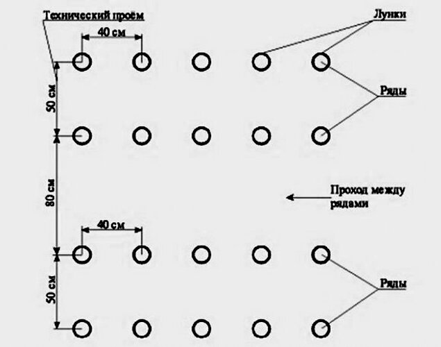 Ленточный способ посадки малины схема и размеры