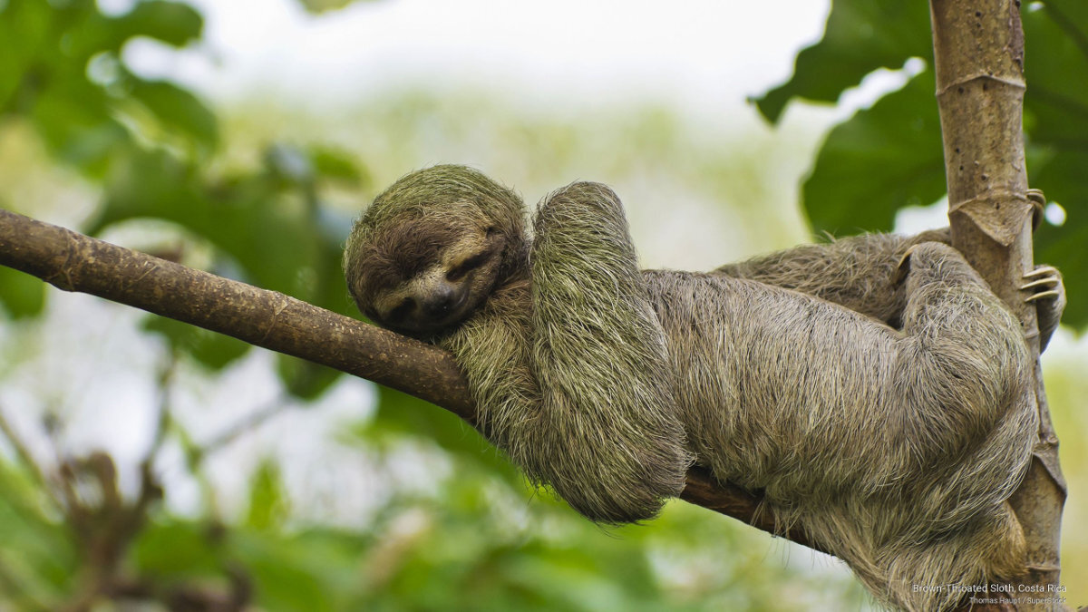 Бурогорлый трехпалый ленивец (Bradypus variegatus)