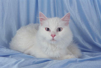 Яндекс.Директ