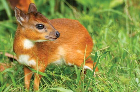 Самая маленькая в мире антилопа - королевская антилопа.