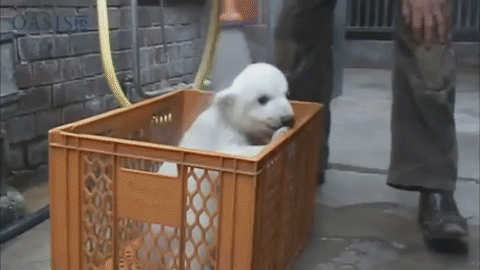 гифка: imgur.com