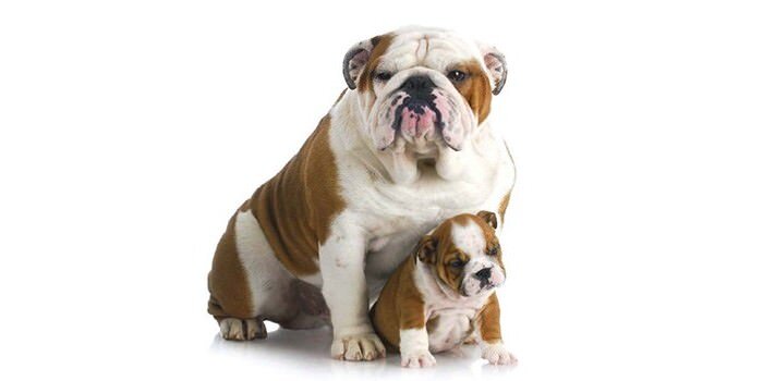 Британские Бульдоги