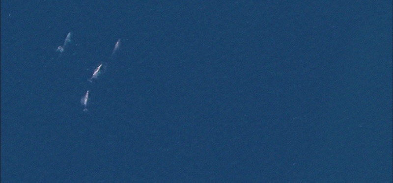 Подсчет китов спутником (DigitalGlobe Blog)