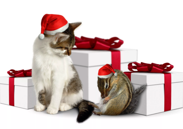 Это очень милый подарок и возможно, ваша подруга мечтает о питомце! Для этого нужно точно быть уверенным, можно ли ей подарить такой "живой"подарок или нет. 