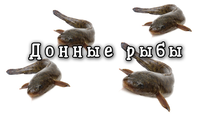 Донные рыбы и их особенности