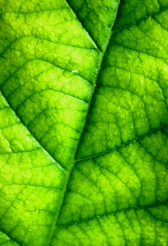 Хлороз у растения