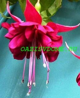 Поскольку в природе цветок растет во влажном климате, уход за фуксией в домашних условиях предполагает регулярные поливы и частые опрыскивания. Кроме того, растение любит хорошее освещение и требует определенного ухода зимой.