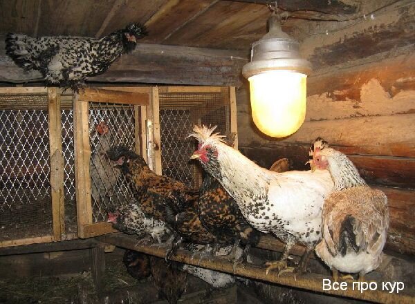 Как влияет свет на яйценоскость кур?