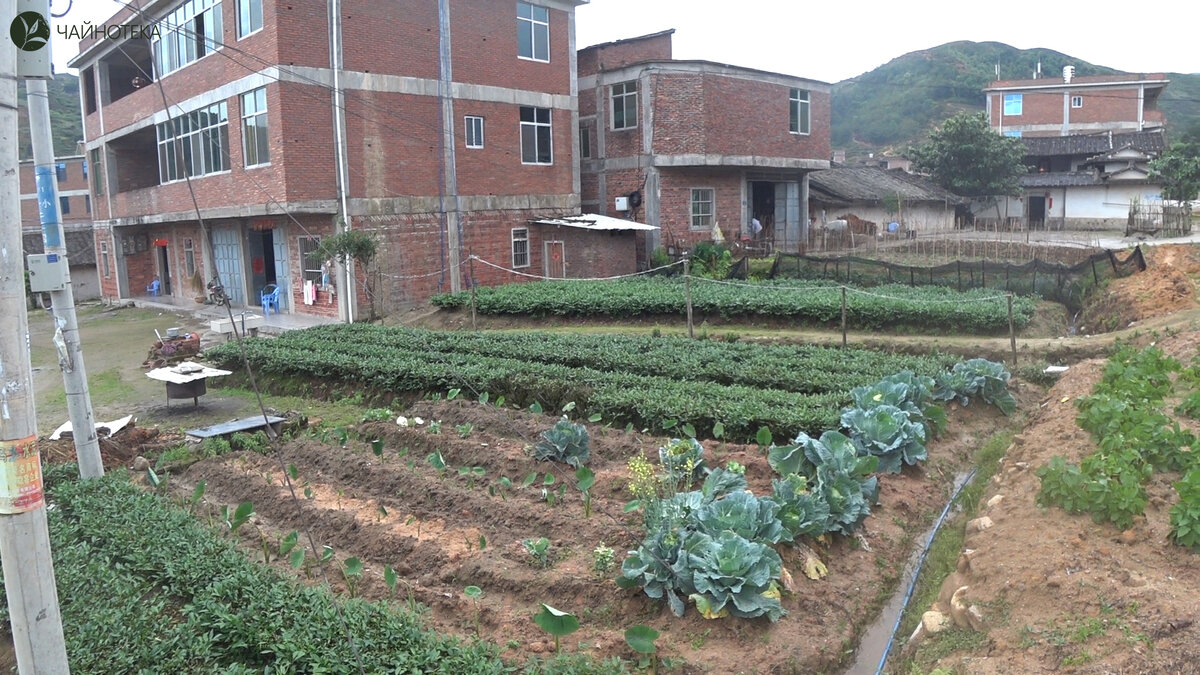 Капуста и чай