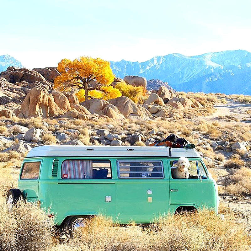 Количество аккаунтов животных путешественников ежедневно увеличивается
