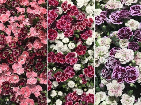 Новые сорта кустовых гвоздик от компании Global Bouquet.