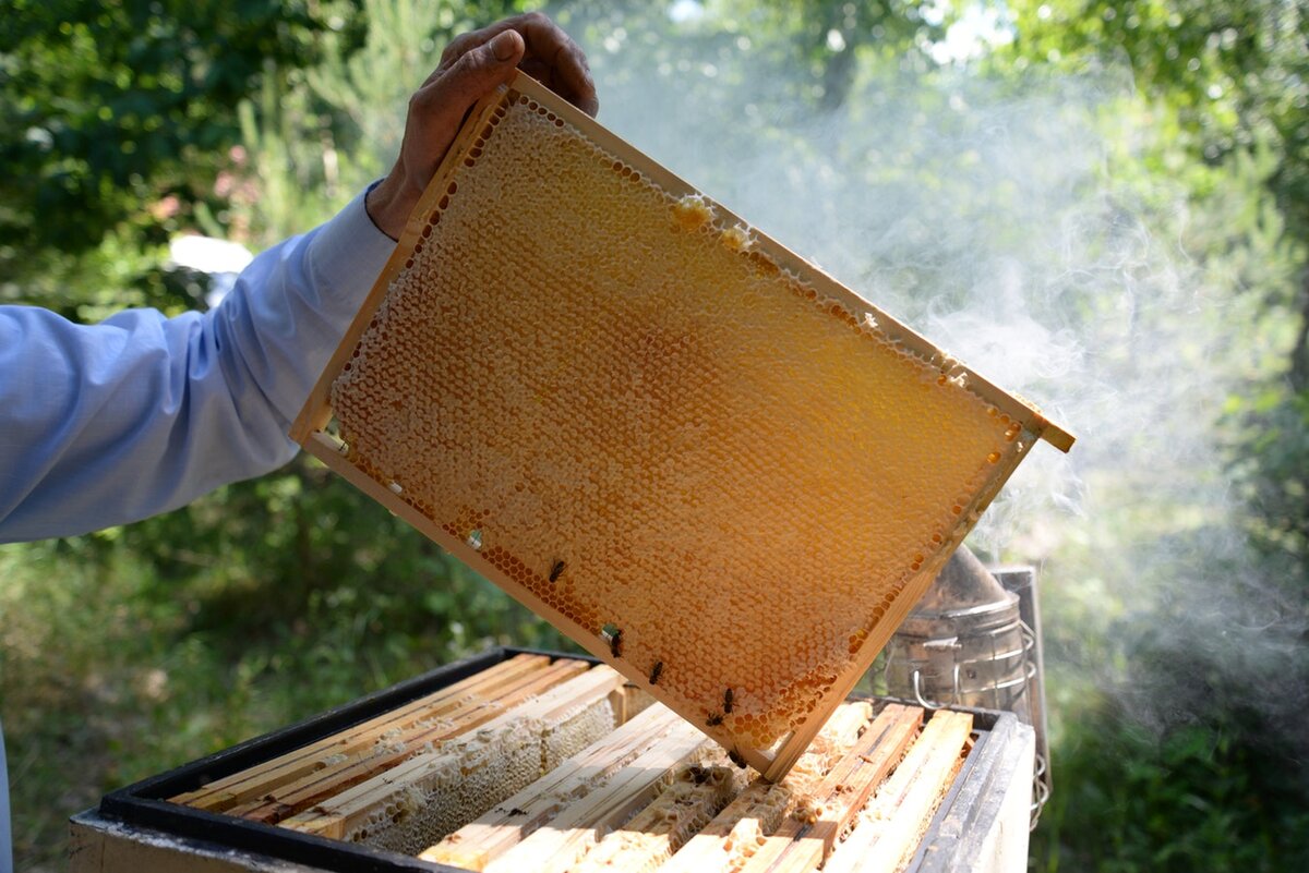 Сохранить пчел. Пасека соты. Пчелы пасека. Мёд в сотах. Улей с медом.