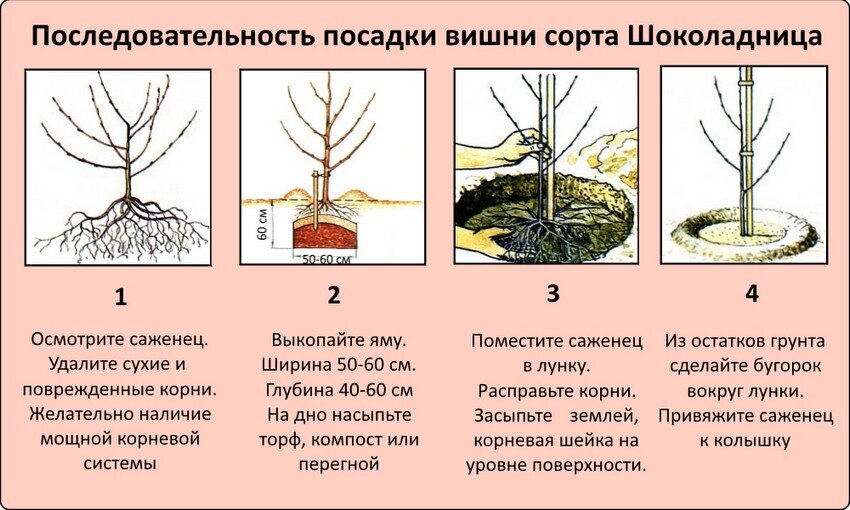 Вишня Ошидори: описание, характеристики, посадка, уход, обрезка, размножение, отзывы