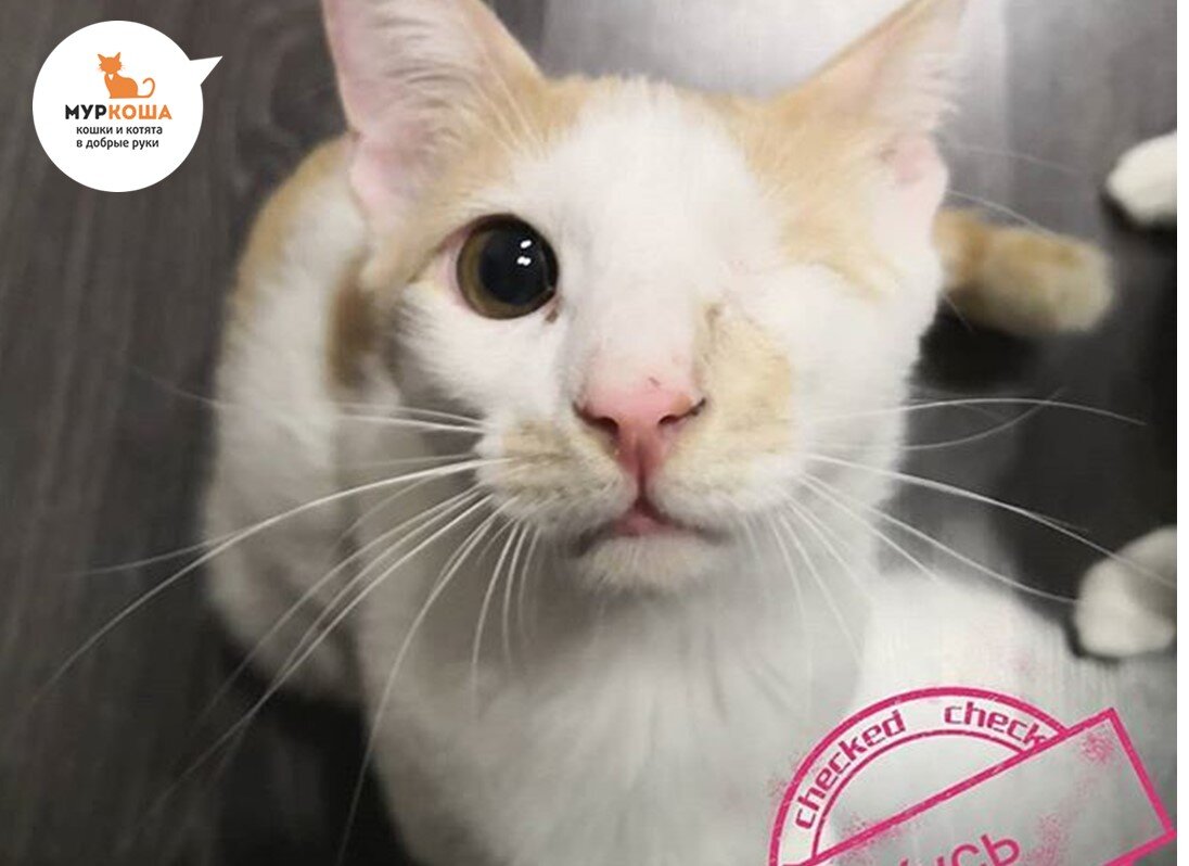 Пятый привет из дома передаёт нам котик Кинг (теперь Куся), который уехал из приюта домой 18 ноября 2018 года (номер 3848).  