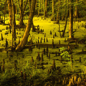  Болота призраков: Манчак, США. i1.sndcdn.com.