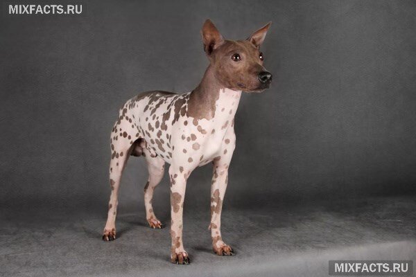 
 Голый американский терьер 