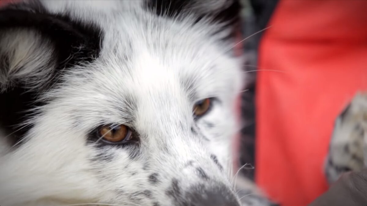 Неудивительно, что лис. Только посмотрите на эту маську.
