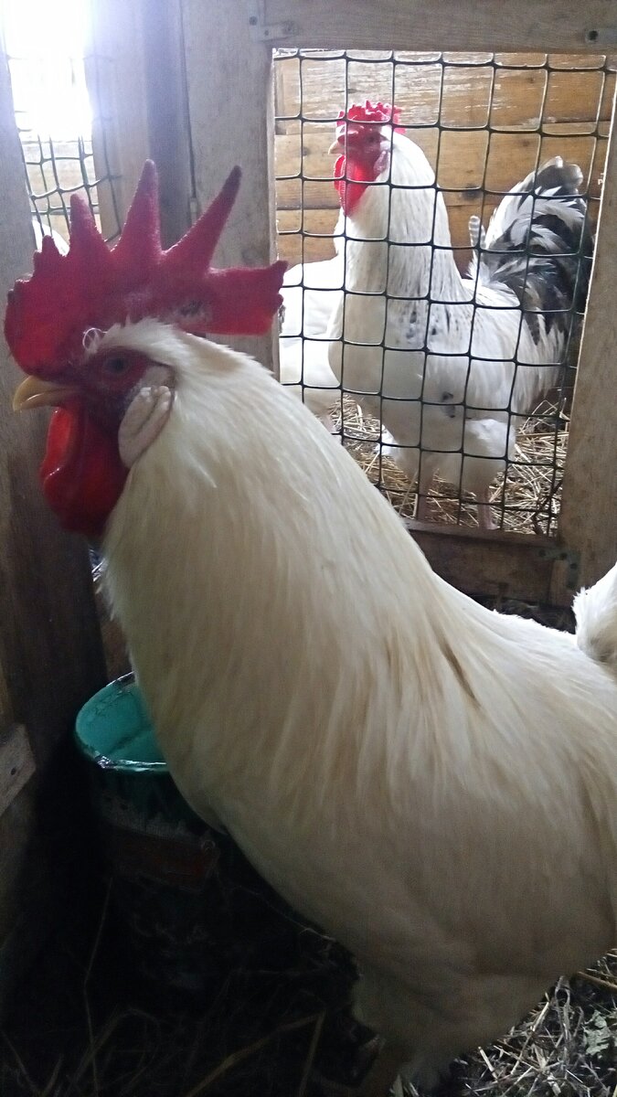 Петушки Леггорн и Суссекс