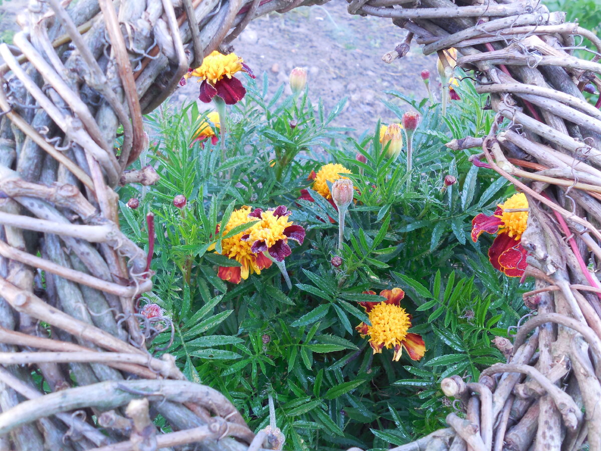 Тигровый глаз