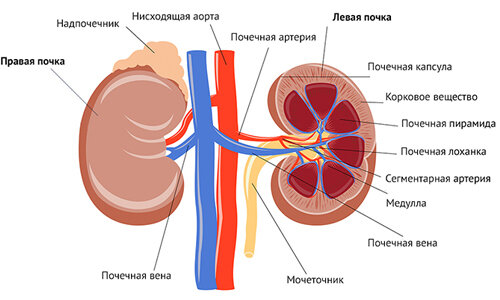 Изображения по запросу Почки анатомия