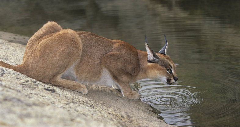 Каракал. Фото из Интернета