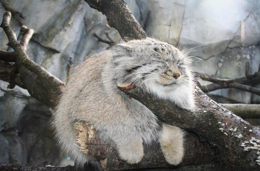 Кот шелушай фото