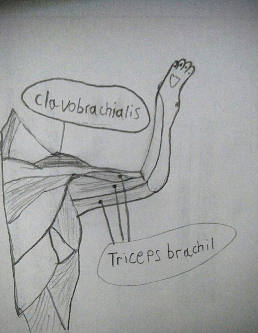 Это я нарисовал кошачью полутушку, вид с живота