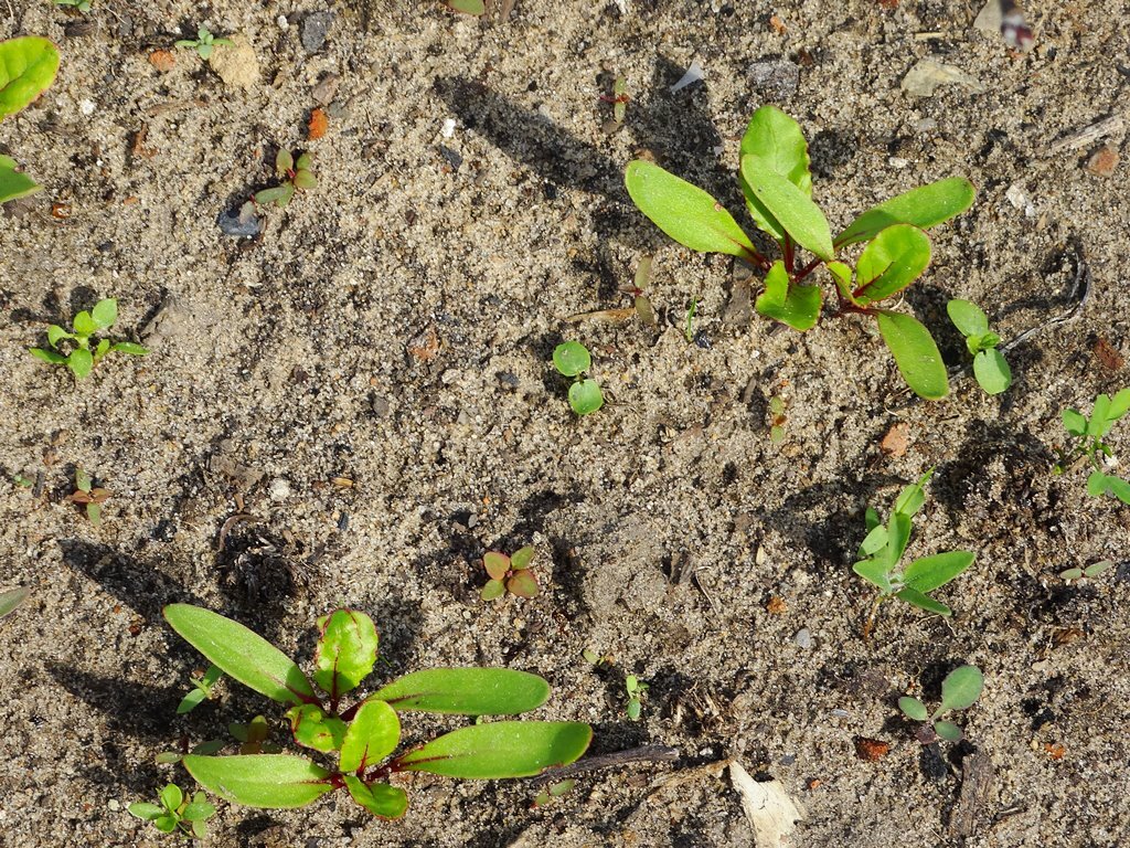Свекла до прореживания