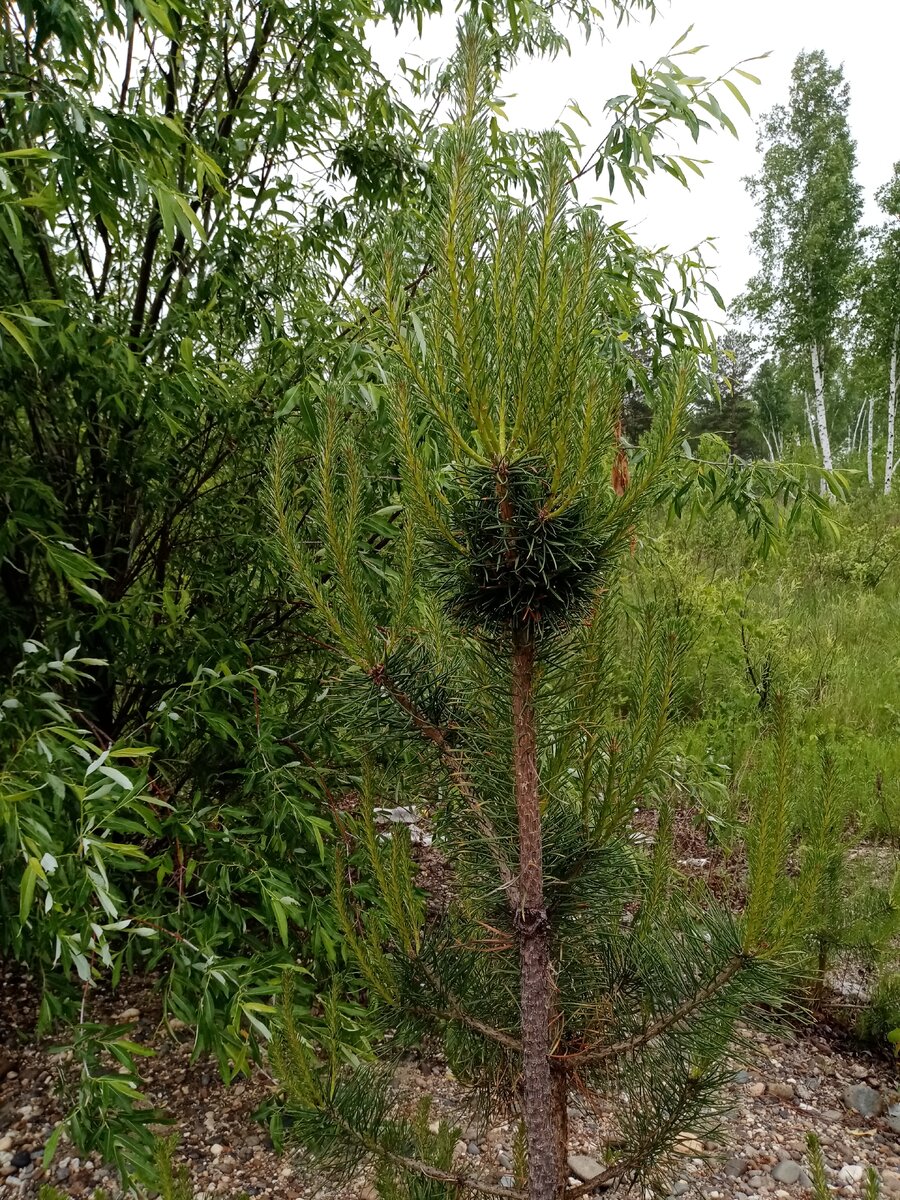 Вот такие сосны по всей дороге. 