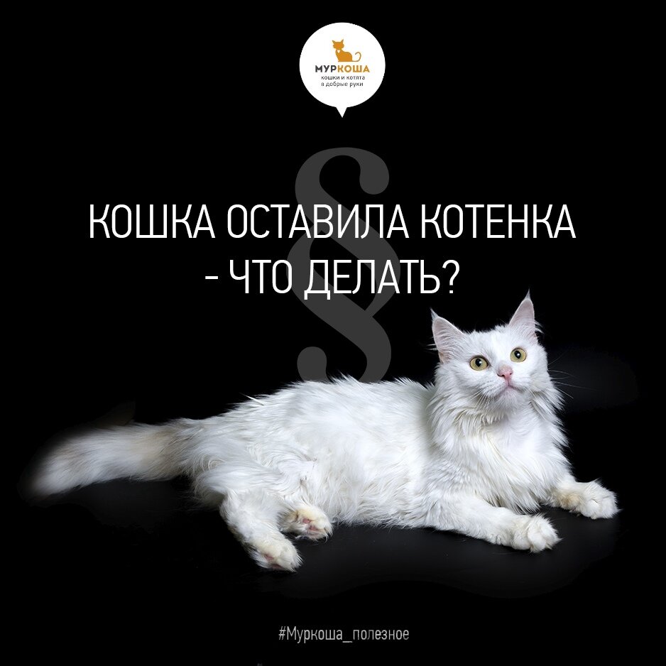 Ей нескем оставить кота