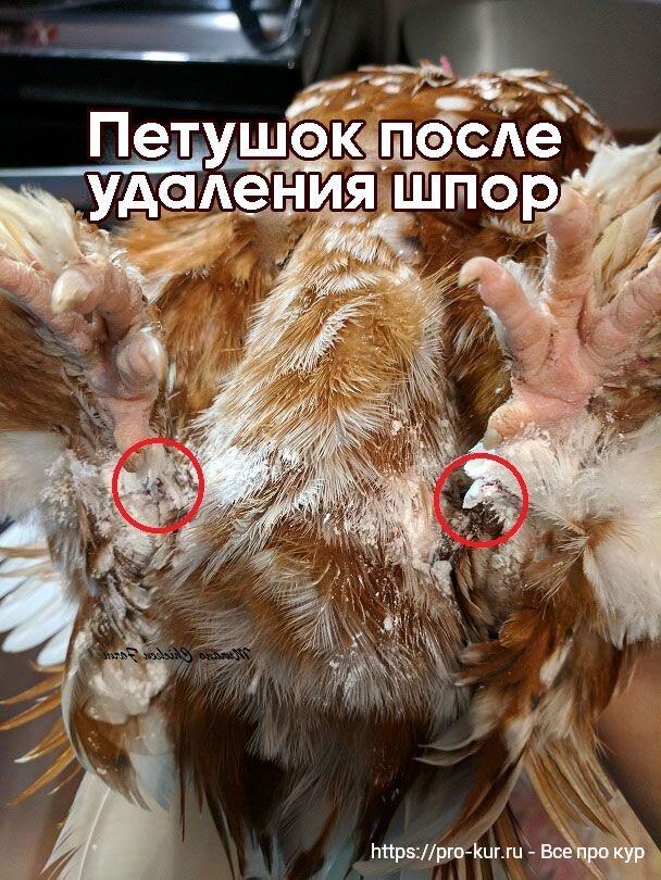 Шпоры петуха картинки