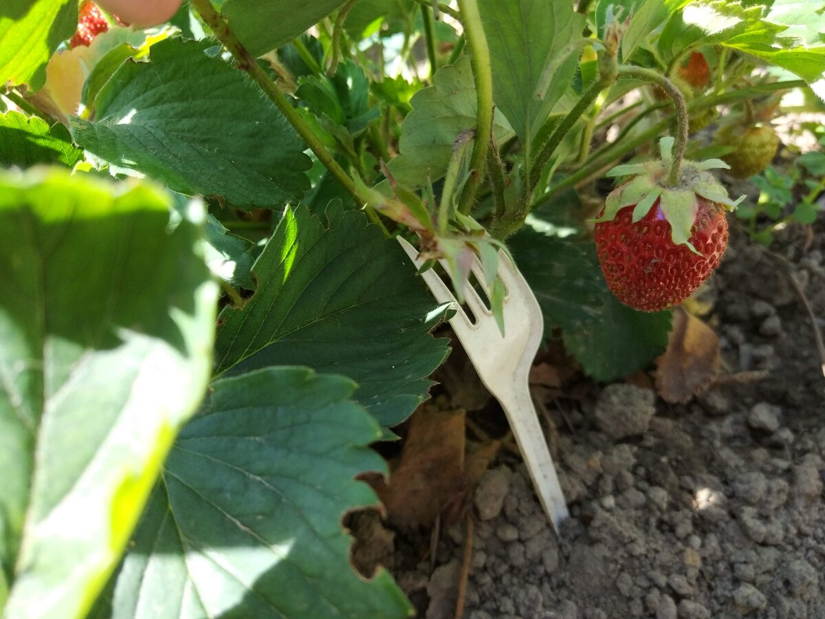 Клубника на даче. Фото автора, запрещено к использованию