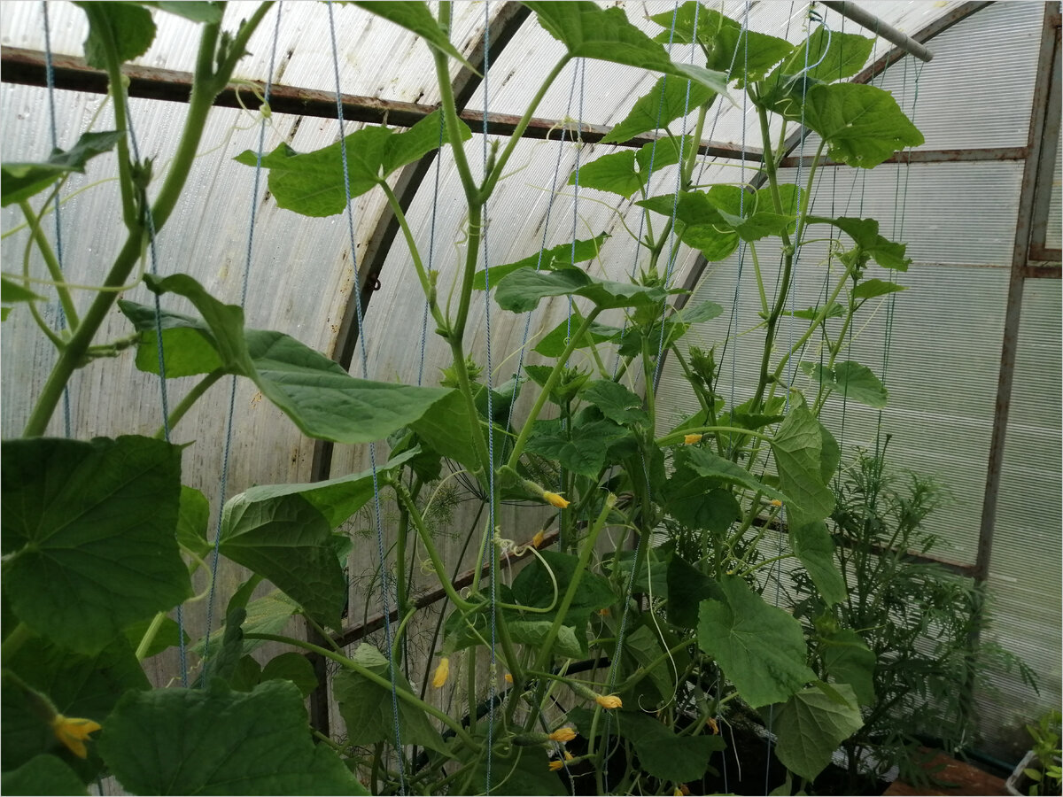 Огурцы семена лучшие сорта для теплицы. Схема прищипывания огурцов кураж. Урожайность огурцов в парнике. Размер семян огурца. Семена огурцов для теплицы 2000 огурчиков с куста.