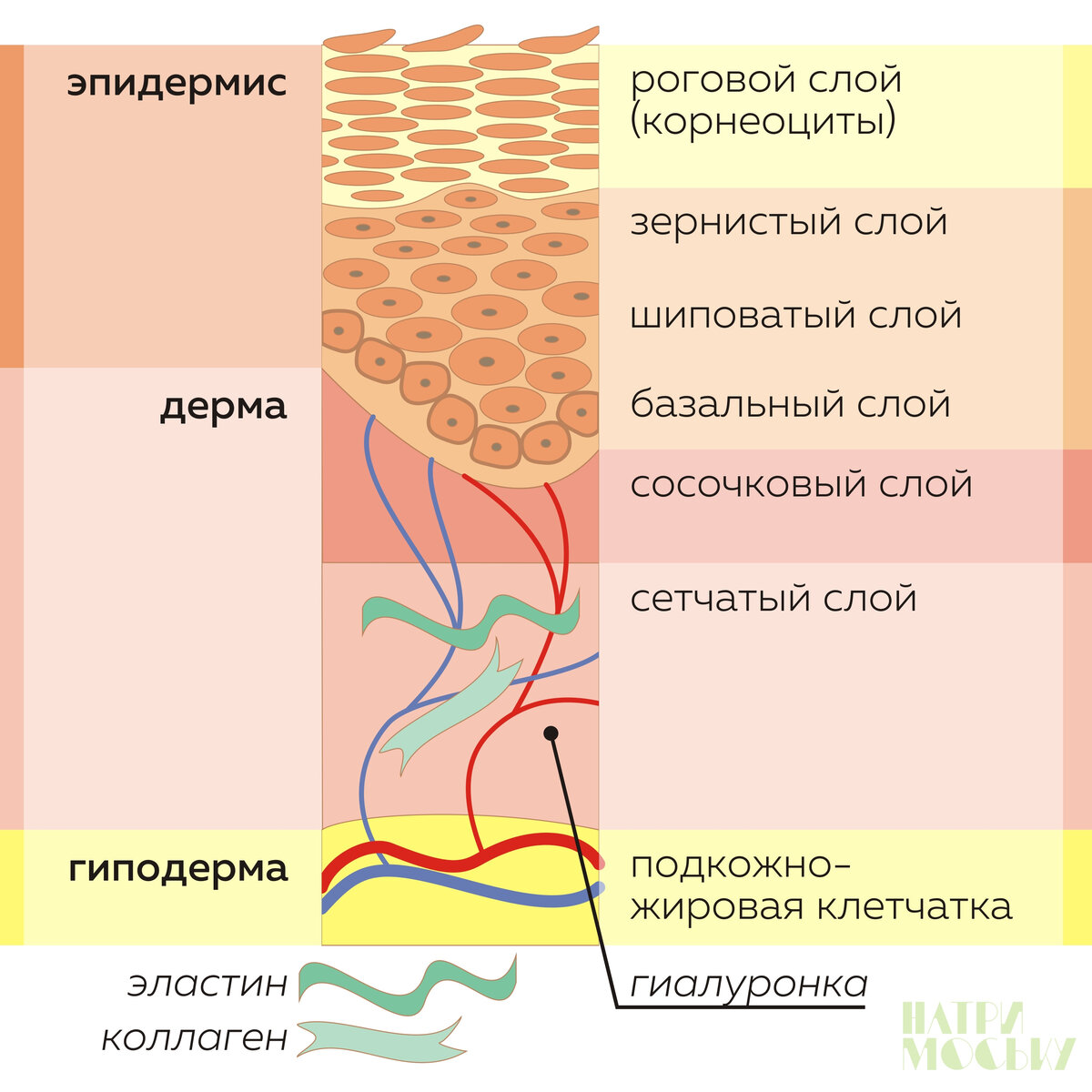 7 Слоев кожи человека