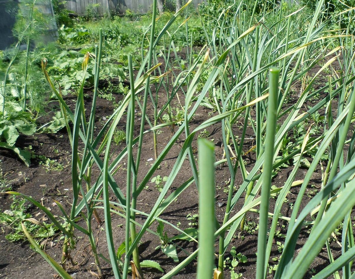 Срезал головки чеснока.