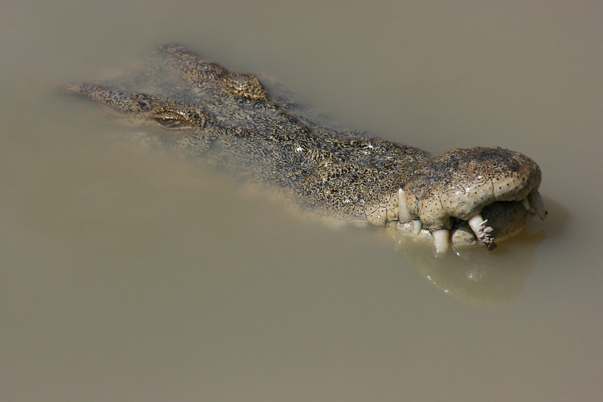 Морской крокодил в мутной воде, фото https://pixabay.com/ru/