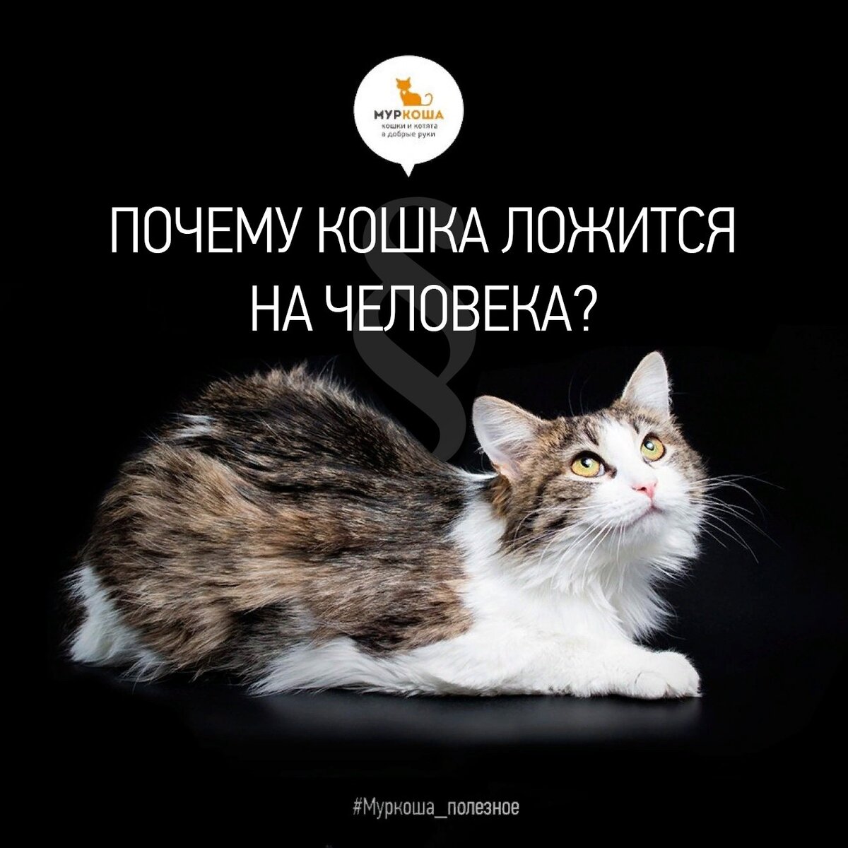 На фото - выпускница приюта - красавица Пуша, которая улетела жить к своей хозяйке в Казань!