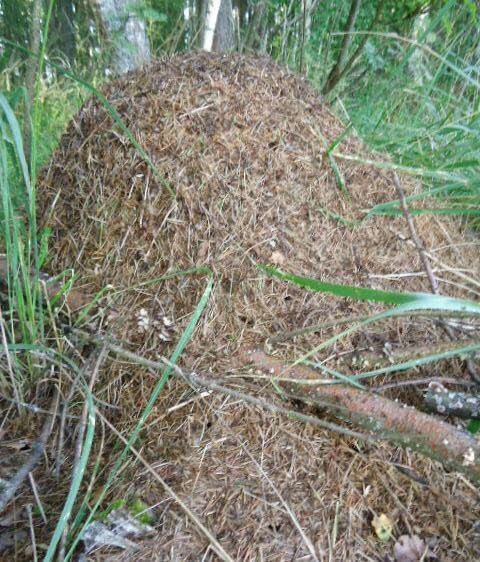 Чем больше муравейник, тем действенней обряд. И не забудьте, ритуалы на прибыль надо проводить только при растущей луне.