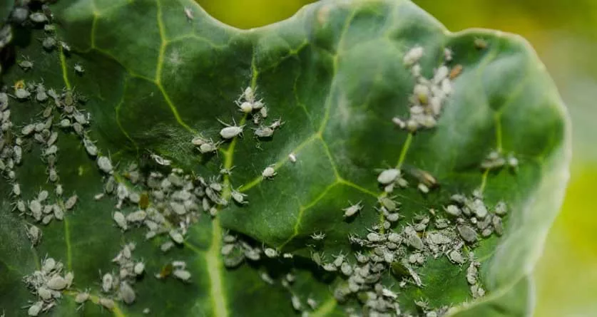 Кроме любви к капусте эту тлю отличает более тусклый почти прозрачный окрас 