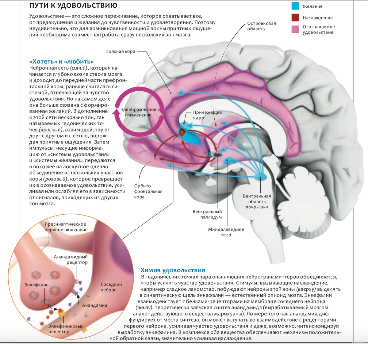 Заметка №9. Про удовольствие и его центр в мозге | Евгения, ее кот и  нейронаука | Дзен