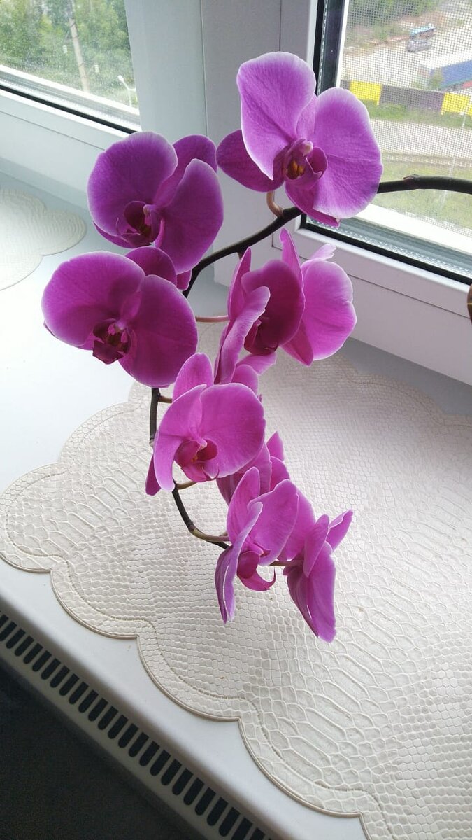 Это чудо цветет уже несколько месяцев