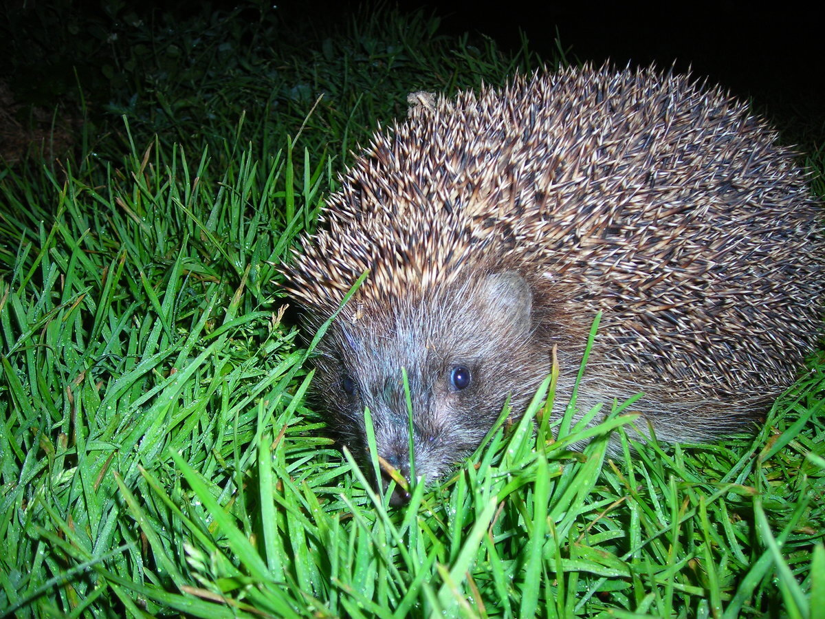 Ушастый еж hemiechinus auritus gmelin. Ёжик в траве ночью. Жик. Лесной еж. Ежик ночное животное.