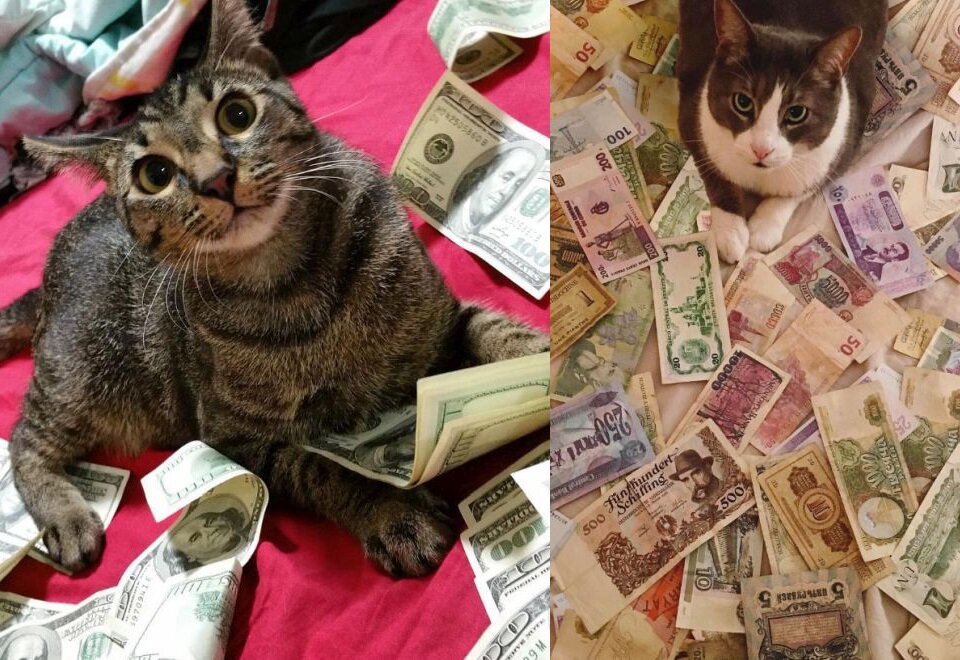 Покажи фотки сколько они стоят. Богатый кот. Кот миллион. Кот миллионер. Кот инвестор.