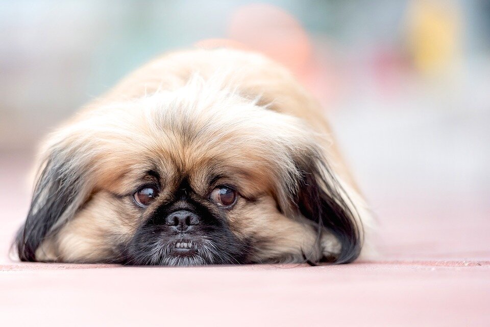 https://pixabay.com/photos/pekinese-dog-bokeh-animal-small-2681535/