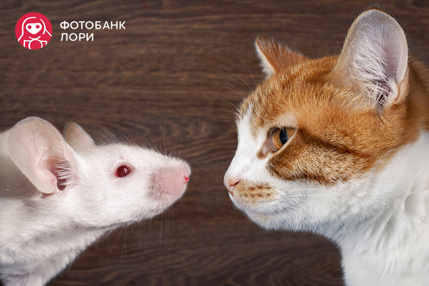 © Ирина Козорог / Фотобанк Лори