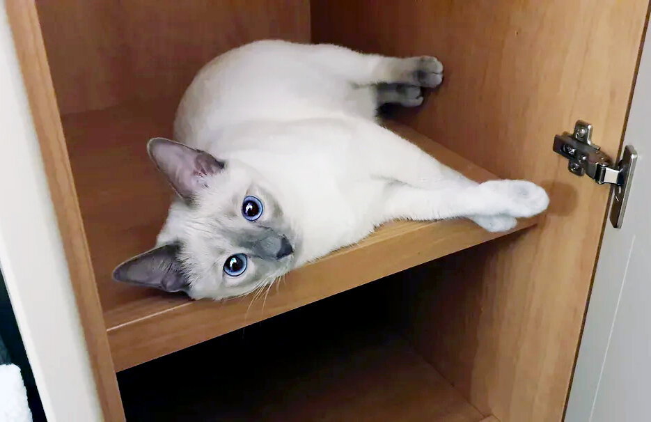 Котоблог телеграмм. Котоблог.
