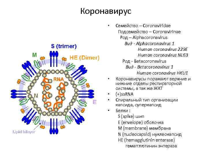 Вирус косичка что это такое