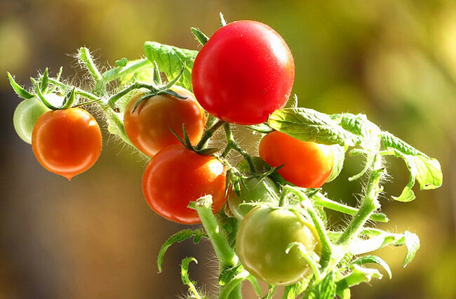 10 самых сладких сортов томатов, которые обязательно нужно попробовать