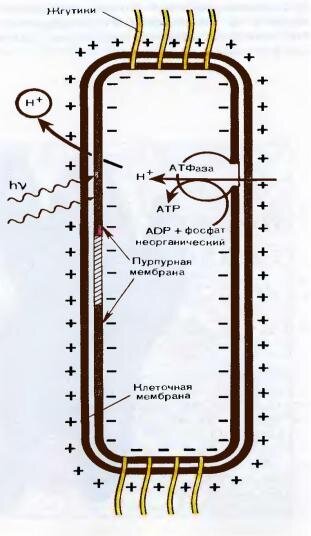 Результат работы бактериородопсинов в клетках Halobacterium salinarum.