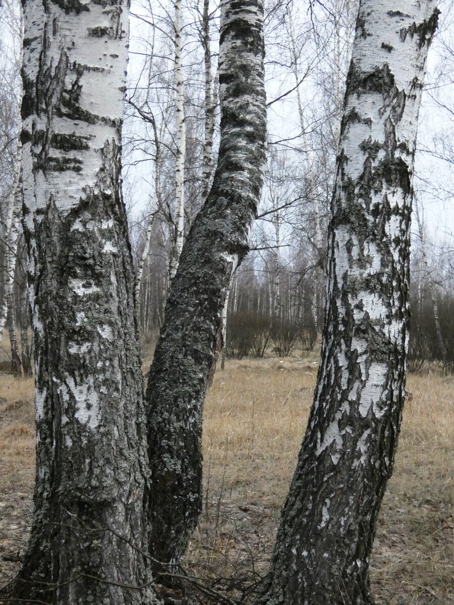 Пьяный лес в рязанской области фото